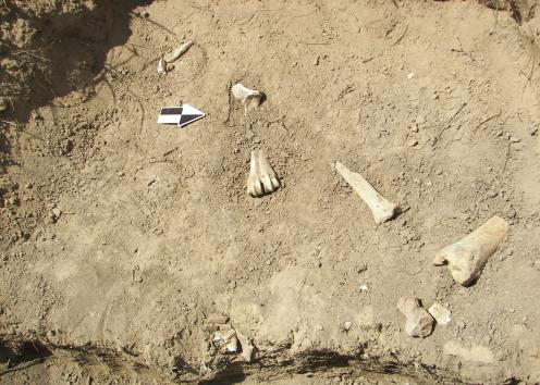 Bison bones