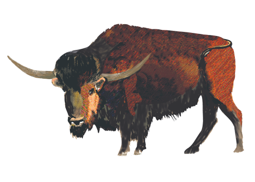Bison Illustration