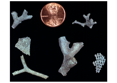 Bryozoan fossils