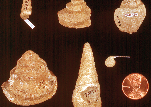 Common fossil gastropods