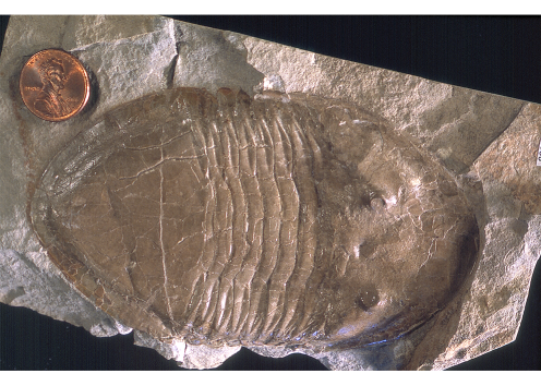 Isotelus iowensis