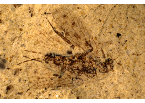 Lemmatophora