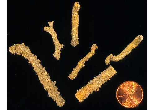Maeandrostia
