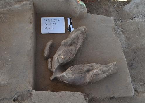 Mammoth mandible