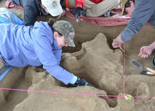 Removing soil from a mammoth pelvis