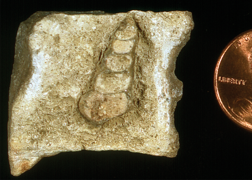 Pennsylvanian gastropod, probably of the genus Meekospira