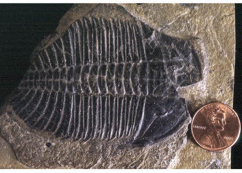 Ogygopsis