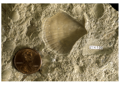 Pennyslvanian bivalves