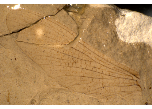 Protereisma permianum