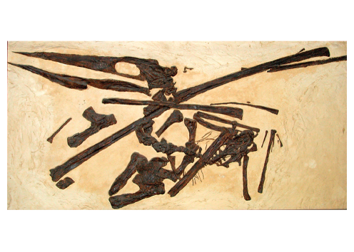 Pterosaur fossil