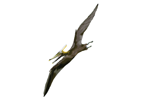 Pterosaur illustration