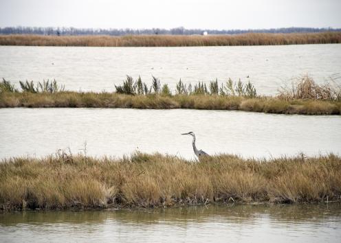 Great blue heron