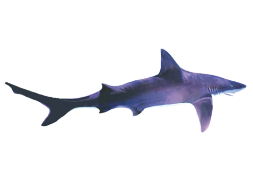 Shark illustration