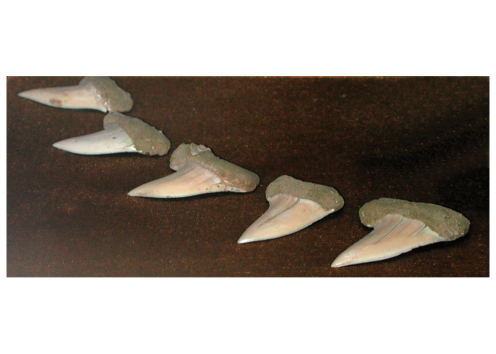 Shark teeth