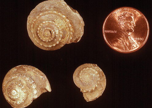 Trepospira