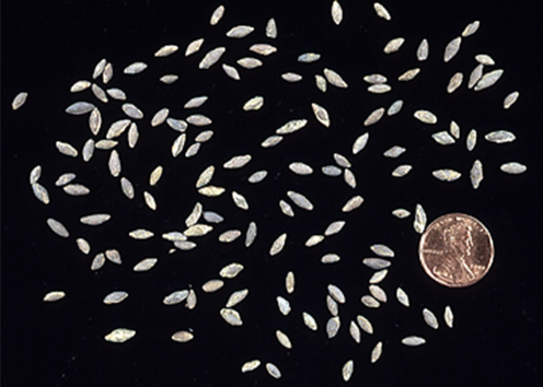 Triticites fossils