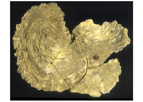Volviceramus fossil
