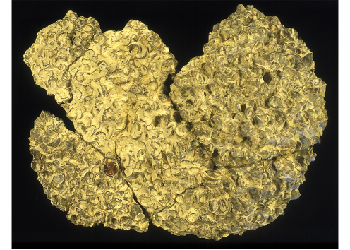 Volviceramus fossil