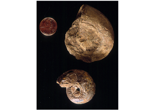 Ammonoids from Pennsylvanian rocks