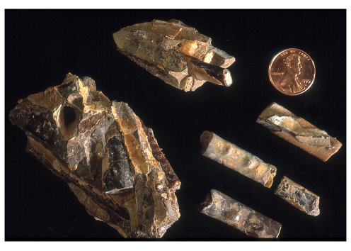 Baculites specimens