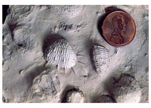 Brachiopod fossil