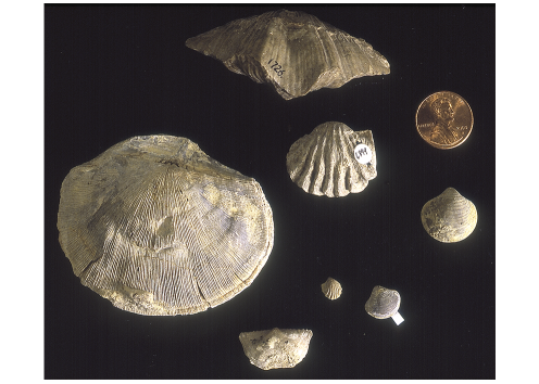 Brachiopods commonly found in Kansas rocks