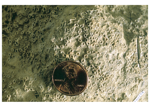 Cladochonus