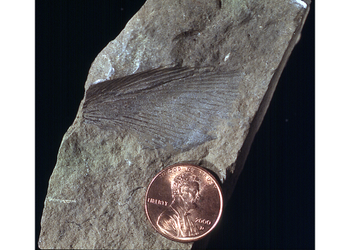 Fossilized cockroach wing