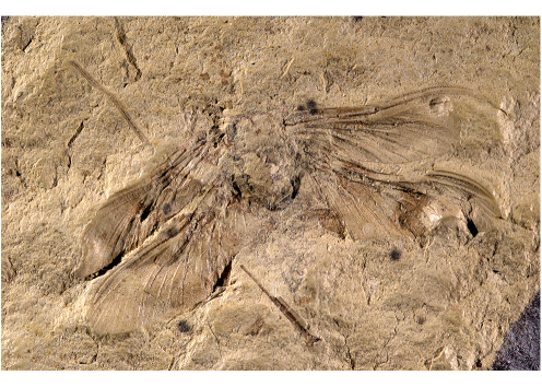 Dunbaria fascipennis
