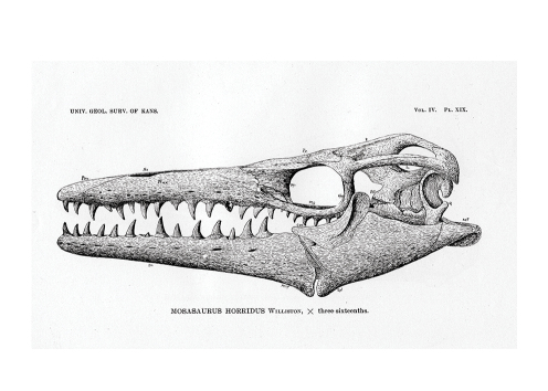 Mosasaur skull drawing