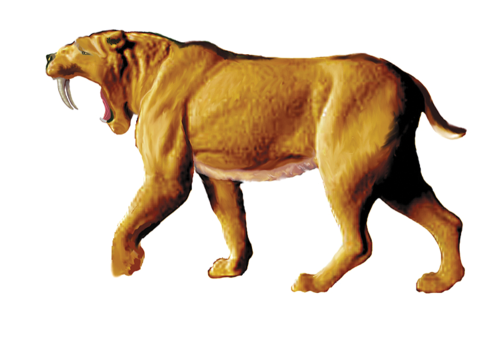 Smilodon illustration