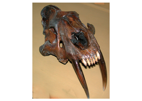 Smilodon skull