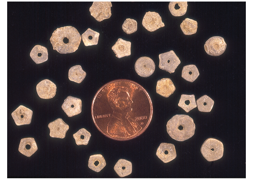 Individual crinoid stem pieces