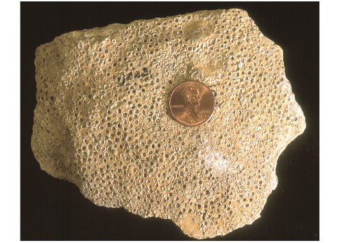 Syringopora