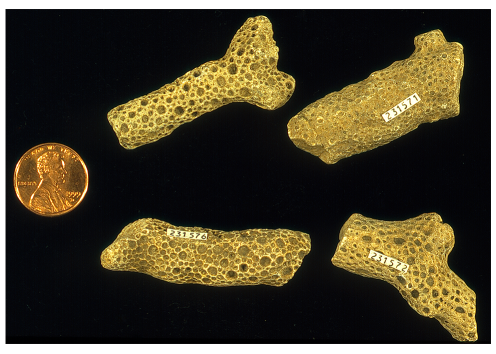 Thamnoporella